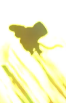 Diddy Kong