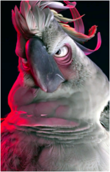 Nigel's image