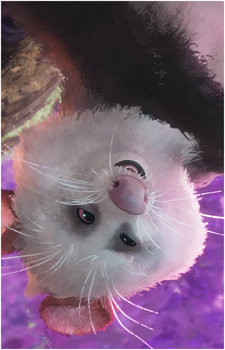 Pinktail