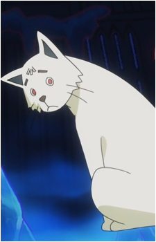 White Cat Without White Tail's image