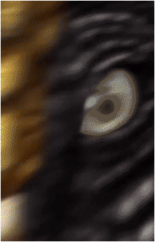 Image 11 Image 11