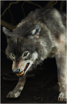 The Wolf {GoY}'s image
