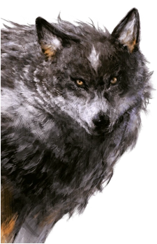 Torgal's image
