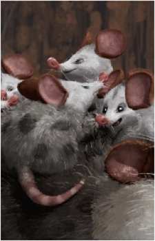 Baby Opossums's image