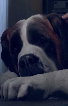 Sumo's image