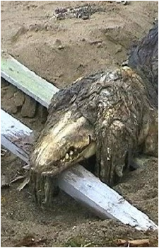 SCP-682's image
