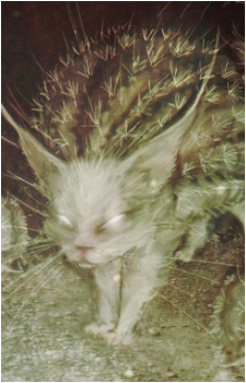 Cactus Cat's image