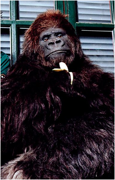 Bollo's image