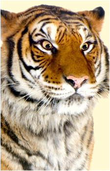 Giant Realistic Flying Tiger