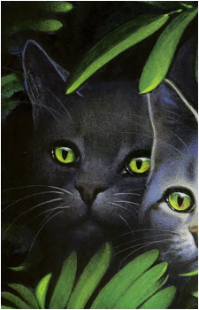 Graystripe
