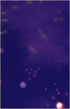 Image 43