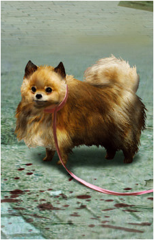 Pomeranian's image