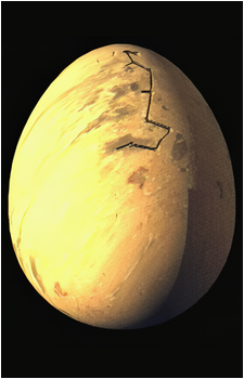 The Egg