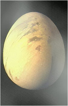 The Egg