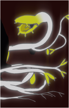 Kaiba (Plant)