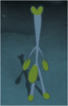 Kaiba (Plant)