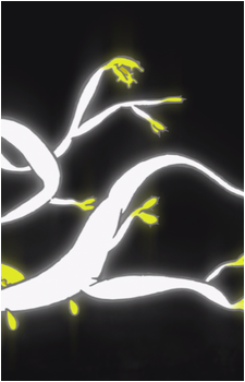 Kaiba (Plant)