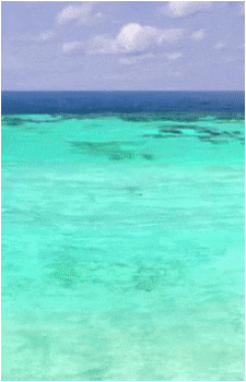 The Ocean