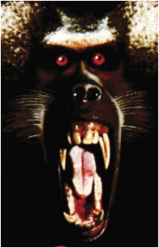 Shakma's image