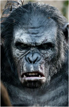 Koba's image