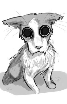 Image source: Know Your Meme Soggy Cat