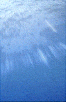 Image 36