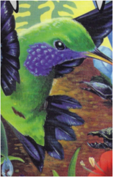 Kolibri {Kolibri}'s image