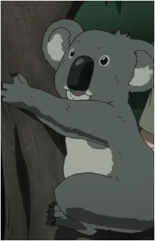 Koala's image