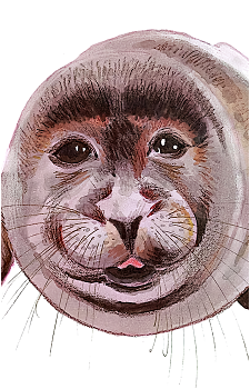 Niko the Seal