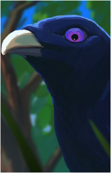 Bowerbird's image