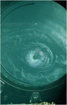 Ahsa's image