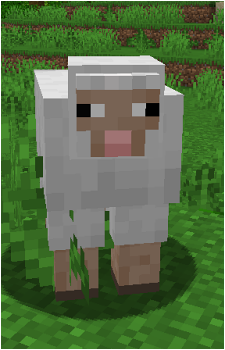 Sheep's image