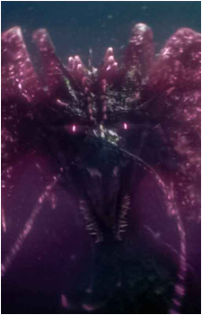 Image 5 Image 5