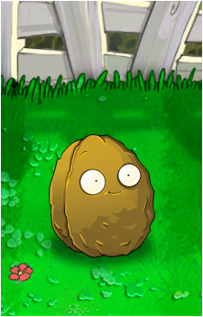 Wall-nut