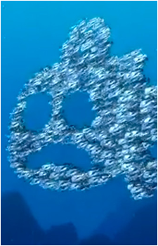 School of Moonfish