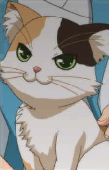 Calico Cat's image