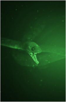 SCP-3000's image