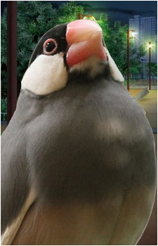 Azami Koshiba's image