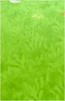 Pan