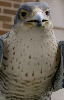 The Falcon {SL}'s image