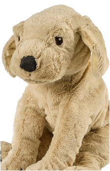 GOSIG GOLDEN's image