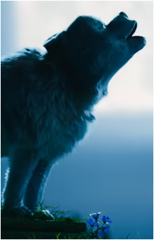 Wolf {MC}