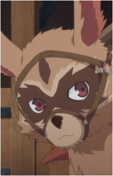 Draccoon