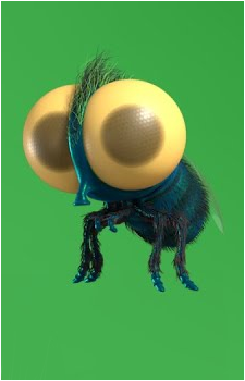 Findley the Fly
