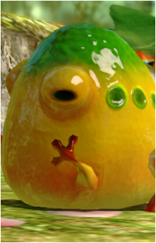 Yellow Wollyhop