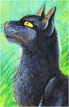 Nightcloud's image