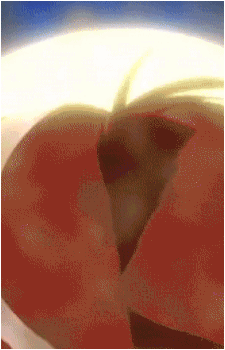 Image 25