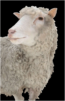 Dolly the Sheep's image