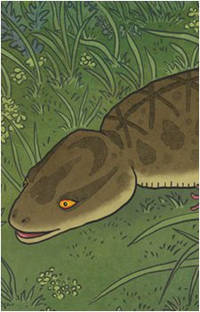 Tsuchinoko's image
