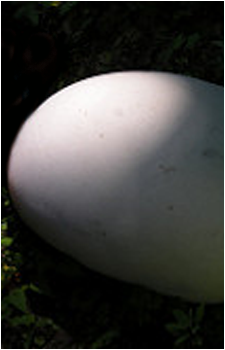 SCP-Big egg's image